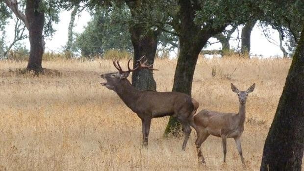 ¿Dónde se puede ver y escuchar ya la berrea en Córdoba?