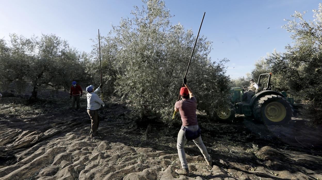 Recogida de aceitunas en Córdoba