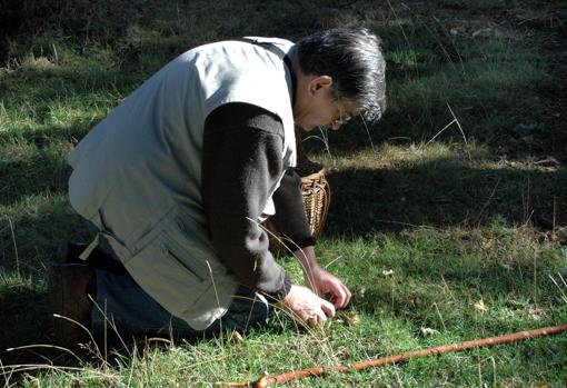 Un hombre se arrodila en el campo para recoger setas