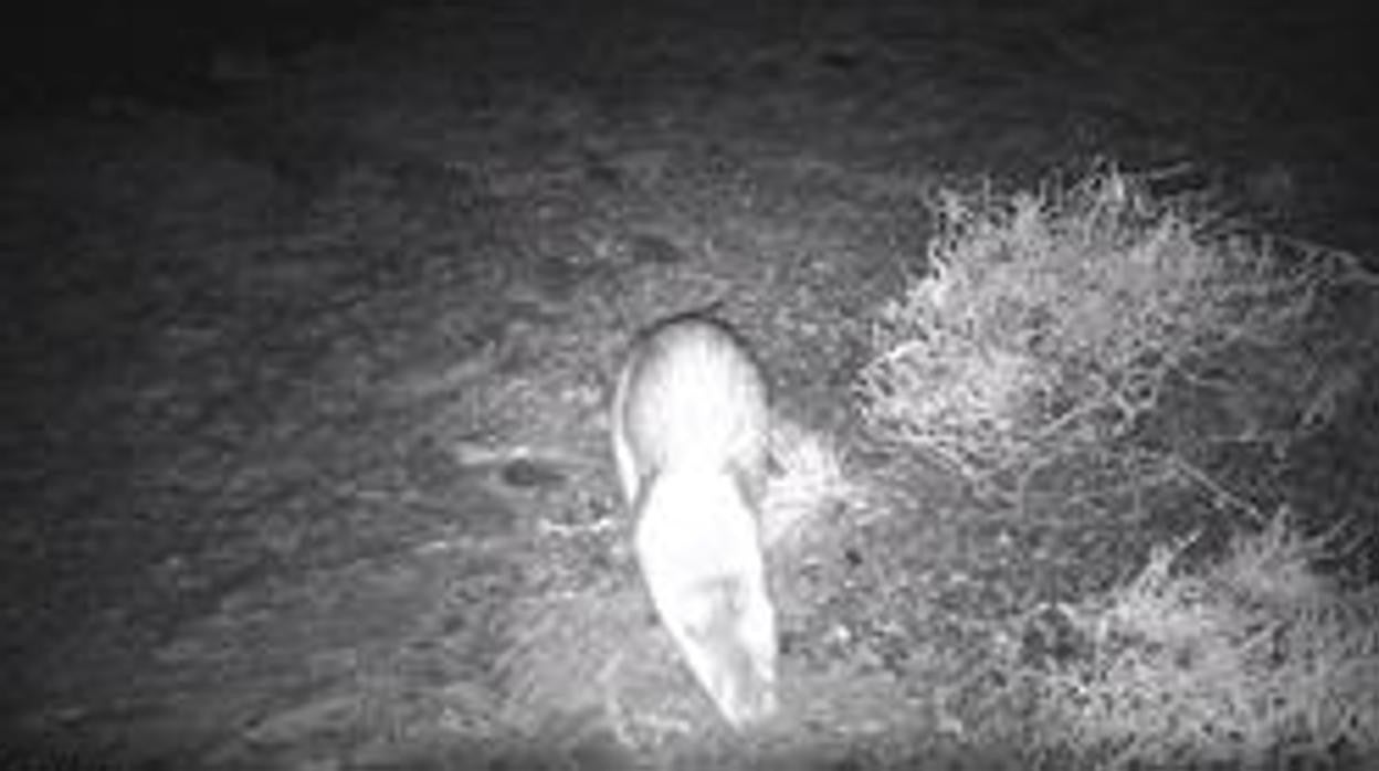 Captura de imagen de una nutria en Huelva