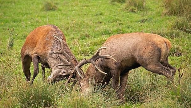 Ciervos en celo, el gran espectáculo de la berrea en Jaén