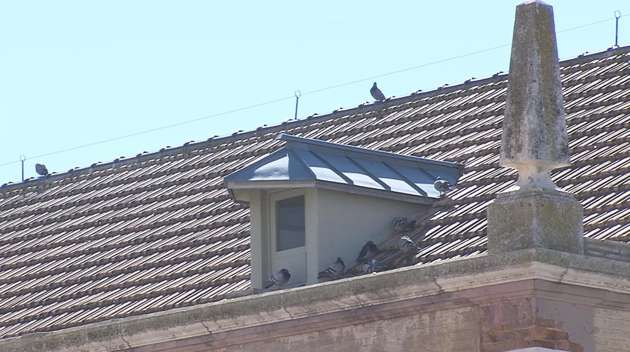 Palomas en un tejado de Puente Genil