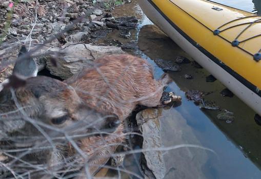 El animal atrapado en el Bembézar