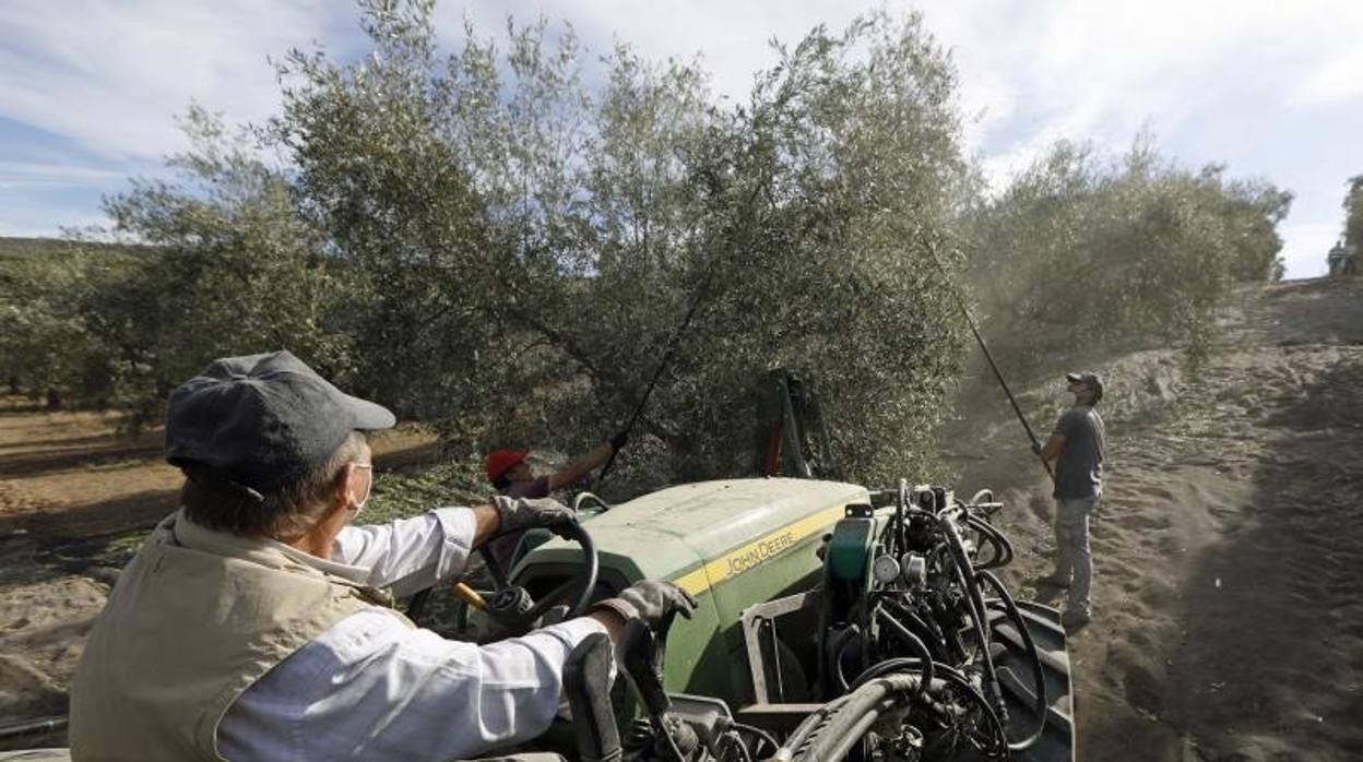 Imagen de archivo de un tractor en un olivar