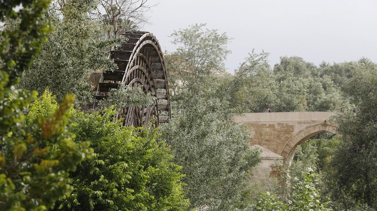 La noria de la Albolafia engullida por ramas de árboles