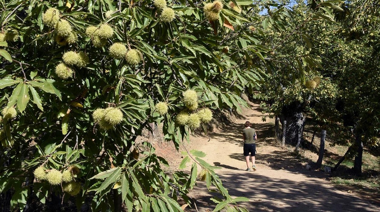 Las castañas se encuentran muchas vceces por caminos frecuentados por turistas que creen que se pueden recoger sin problemas