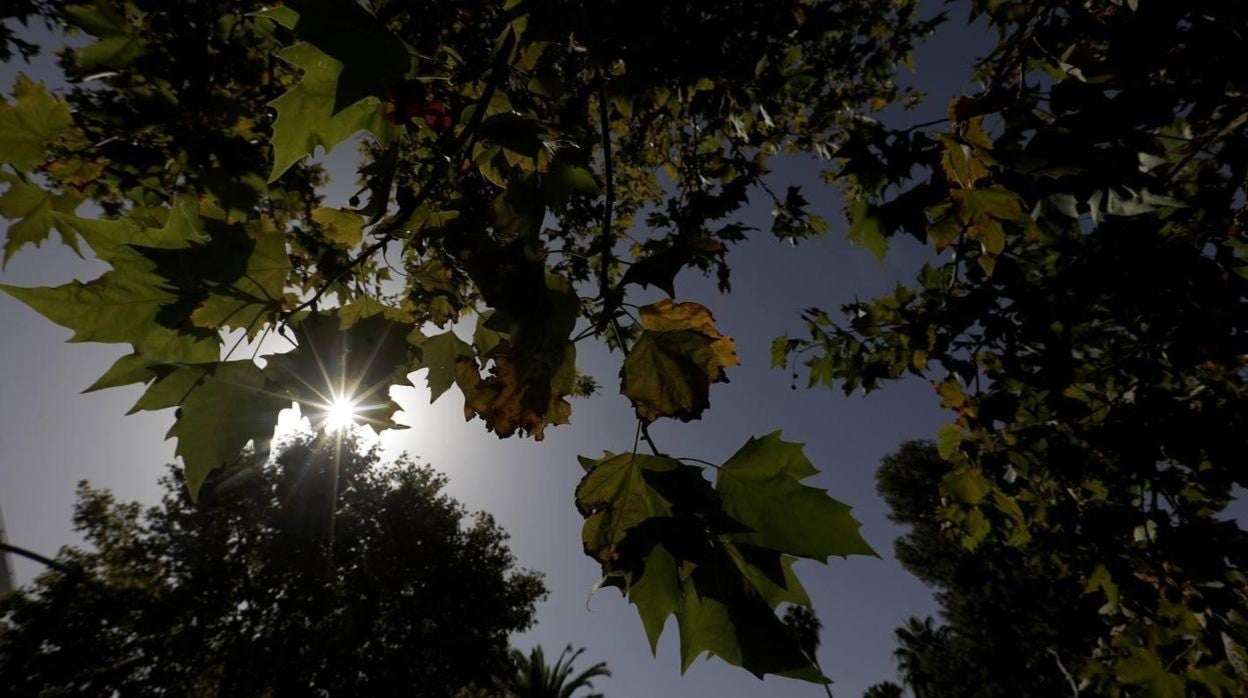 El sol de otoño en Córdoba se filtra entre las horas de los árboles