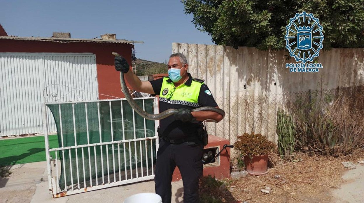 Uno de los agentes con la culebra capturada