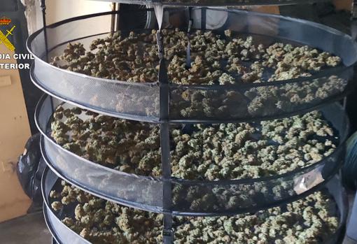 (Video) Desmantelan el mayor cultivo &#039;indoor&#039; de marihuana de Córdoba: 2.445 plantas y 32 kilos de cogollos