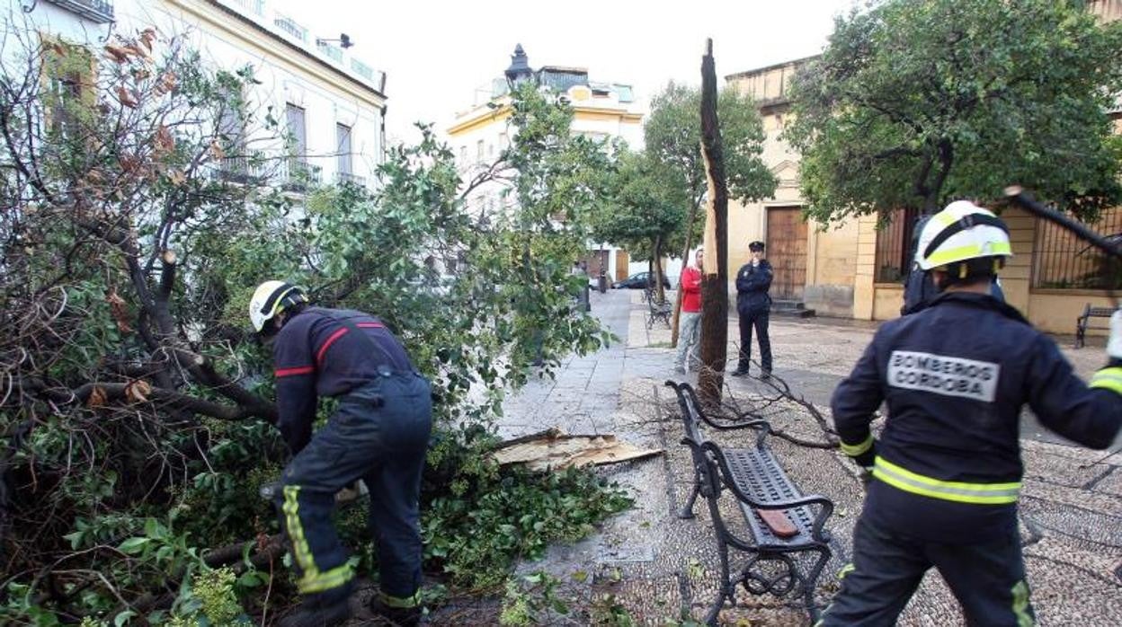 Los bomberos retiran las ramas en una actuación en Córdoba