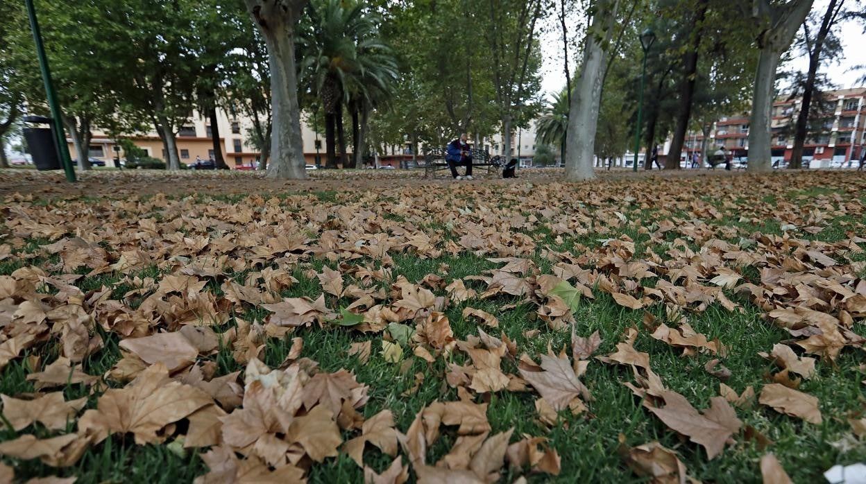 Hojas caídas en los jardines de Colón