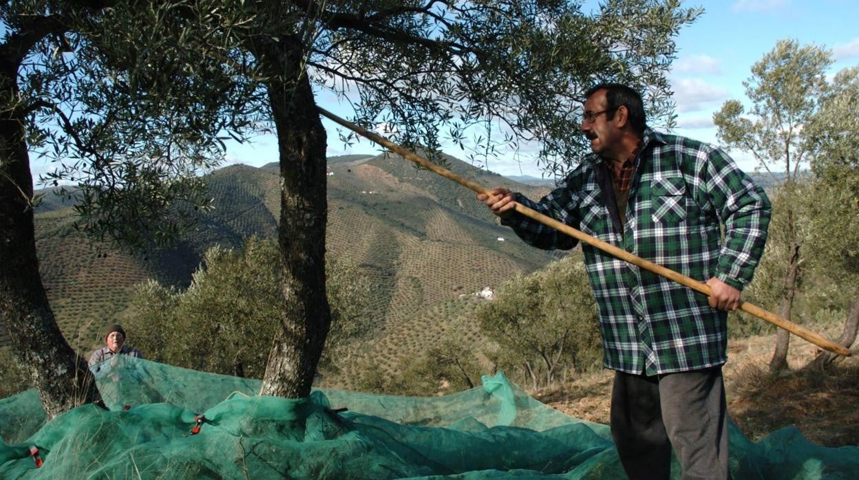 Trabajos de recolección del fruto en un olivar ecológico