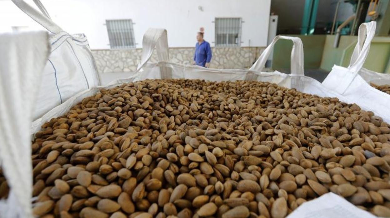 Imagen de archivo de una empresa de almendras