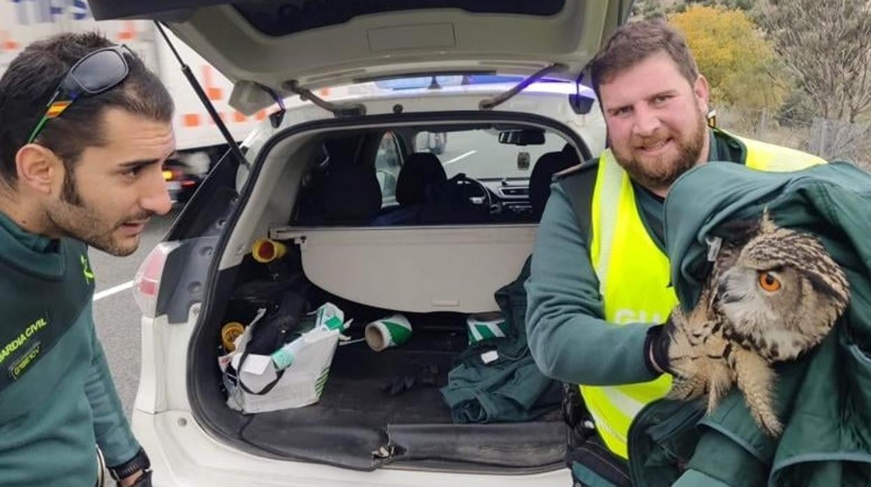 Dos agentes han atrapado al búho real