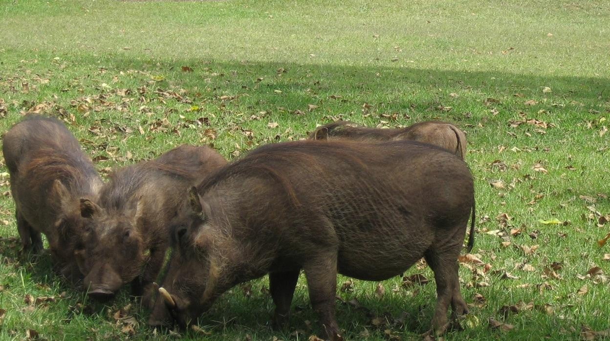 Tres jabalíes en un parque