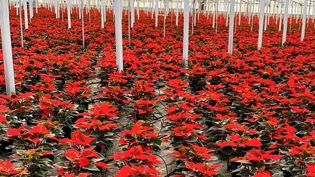 Almería pinta de rojo la Navidad con la Flor de Pascua