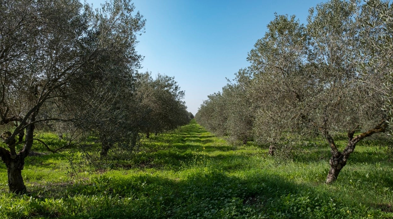 Campo de olivos de la variedad manzanilla en Sevilla