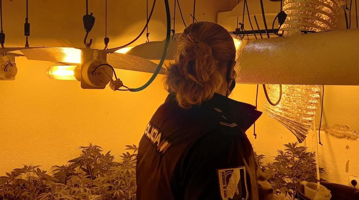 Detenido el dueño de una plantación de marihuana &#039;indoor&#039; en un piso ocupado en Córdoba