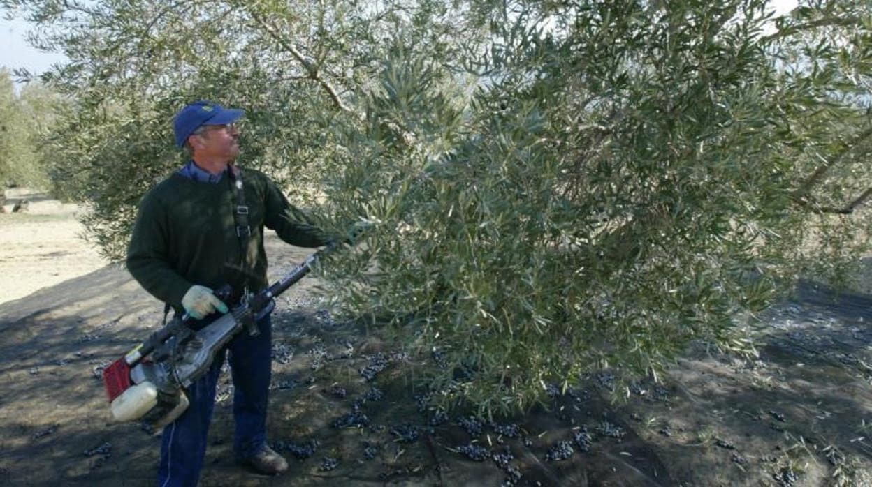 Recogida de la aceituna en un olivar de Bujalance