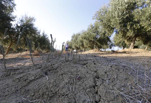 Olivar afectado por la sequía en Córdoba