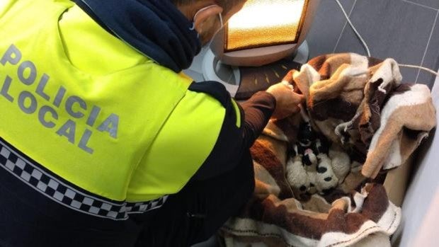 La Policía de Montilla (Córdoba) rescata de un contenedor soterrado a 6 cachorros de perro recién nacidos