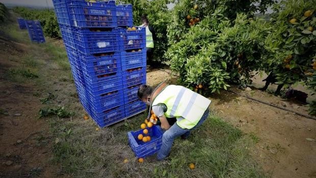 Palmanaranja alerta de la caída de precios en la campaña de cítricos en Palma del Río