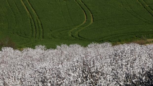 La sequía pone en peligro la viabilidad del cultivo del almendro en Córdoba
