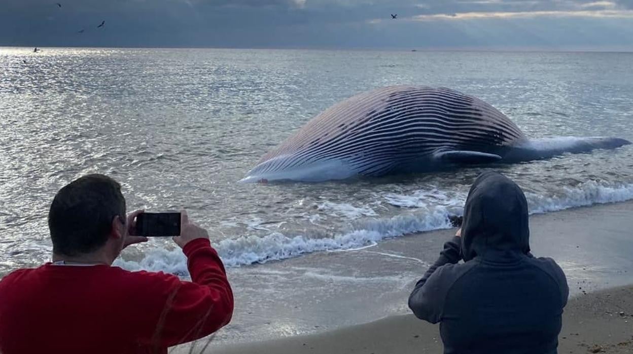 Curiosos fotografían la ballena aparecida en Estepona