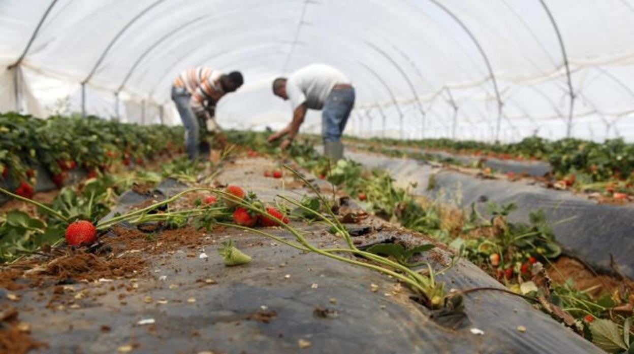 Cultivo de fresa en el entorno de Doñana