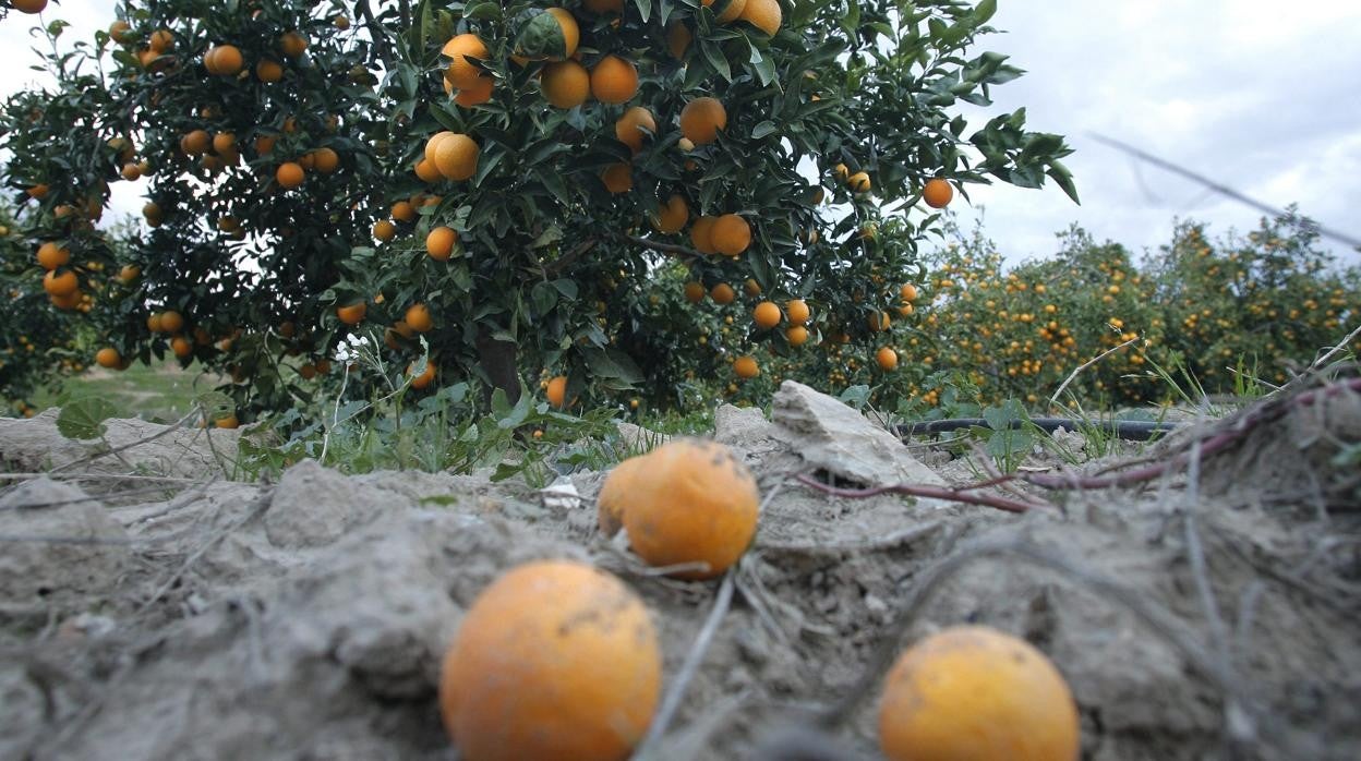 Naranjas en el suelo de una explotación de la Vega