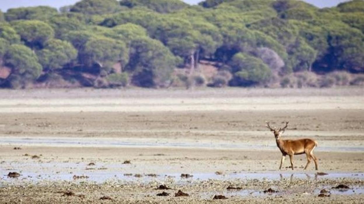 Un ciervo en el parque de Doñana