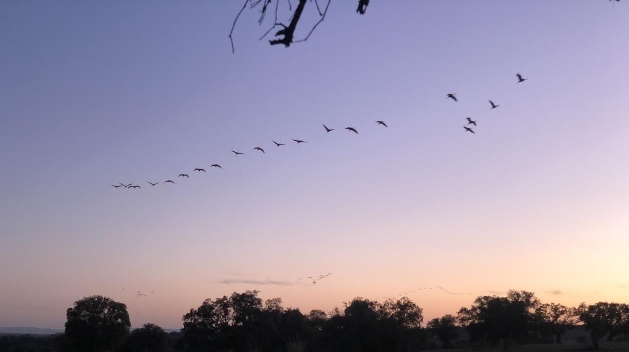 Los cielos de El Viso de Córdoba con una hilera de grullas esta semana al atardecer