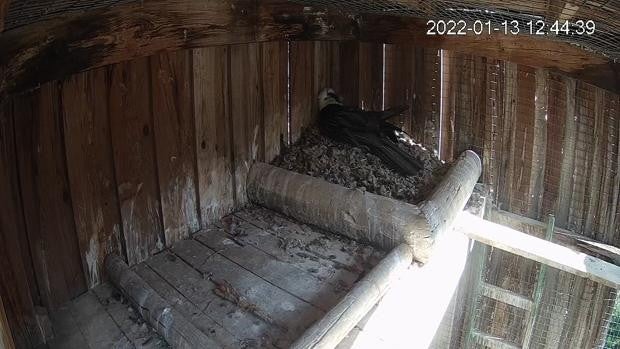 La puesta de 15 huevos de quebrantahuesos marca una cifra récord en el centro de cría de Jaén