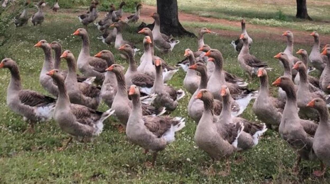 Kilómetro cero: ‘De oca en oca’, el huevo como delicatessen desde la aldea de Posadilla