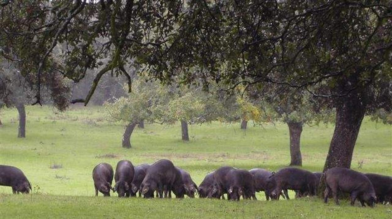 Cerdos en una dehesa de Los Pedroches