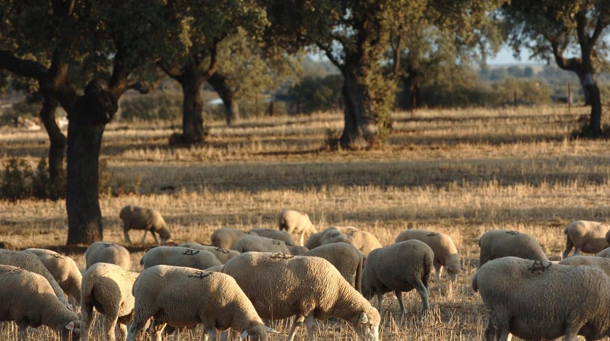 Ovejas pastando en el Norte de la provincia