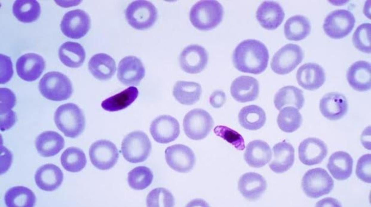 'Plasmodium falciparum'