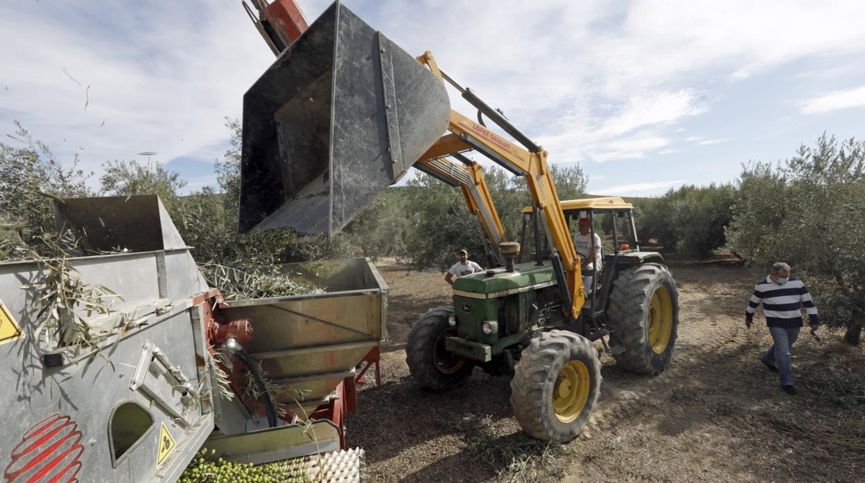 Trabajadores del campo durante la campaña de la aceituna en una explotación agrícola de la provincia