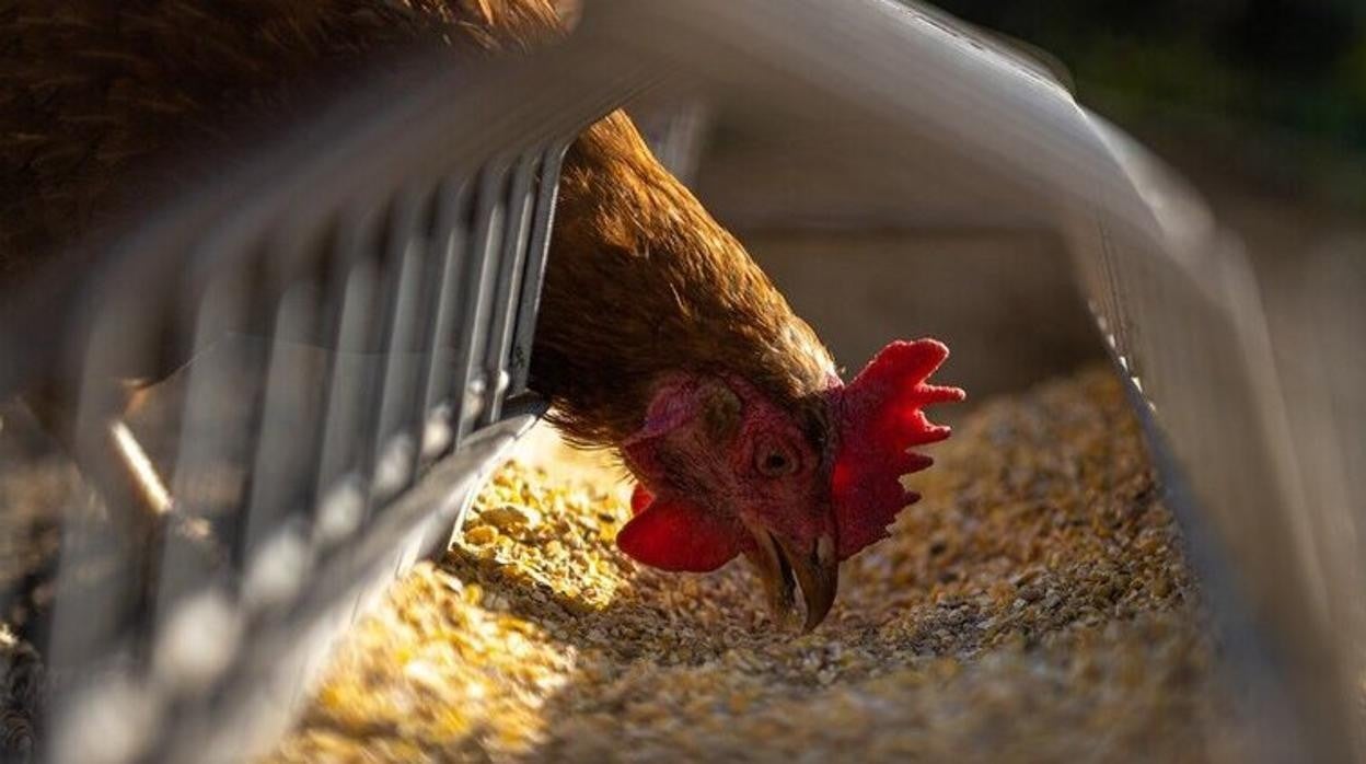 Un pollo de granja