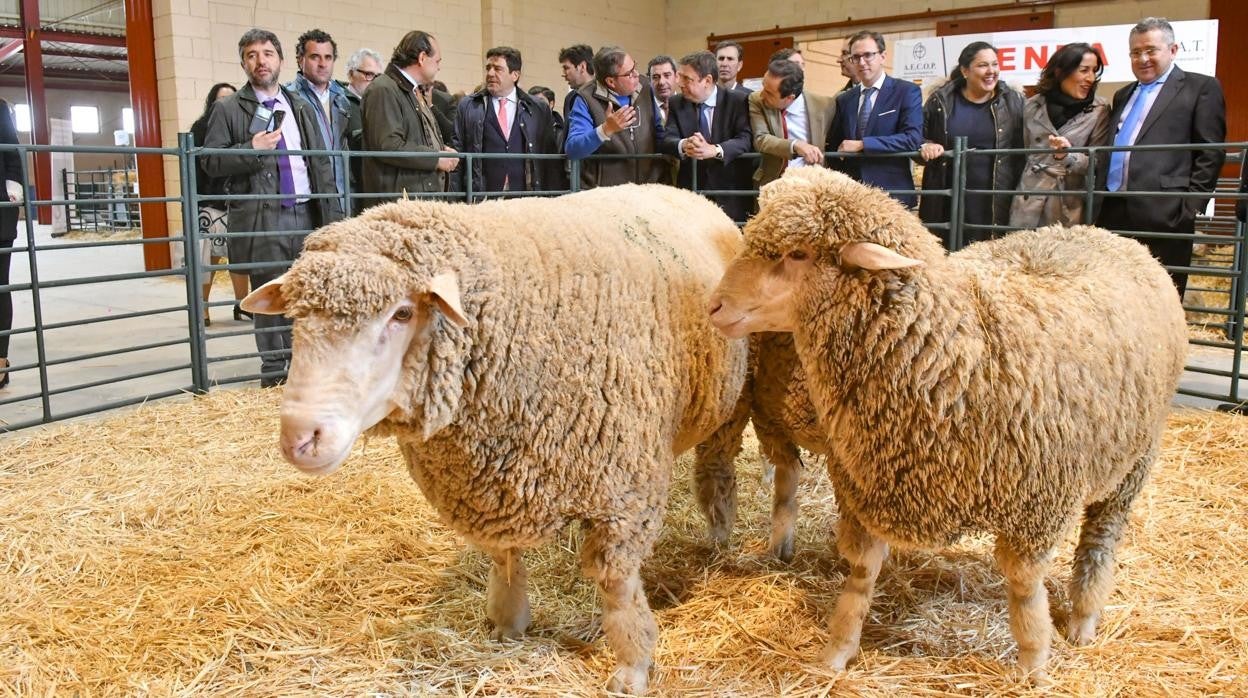 Ganado en una edición de la Feria pasada