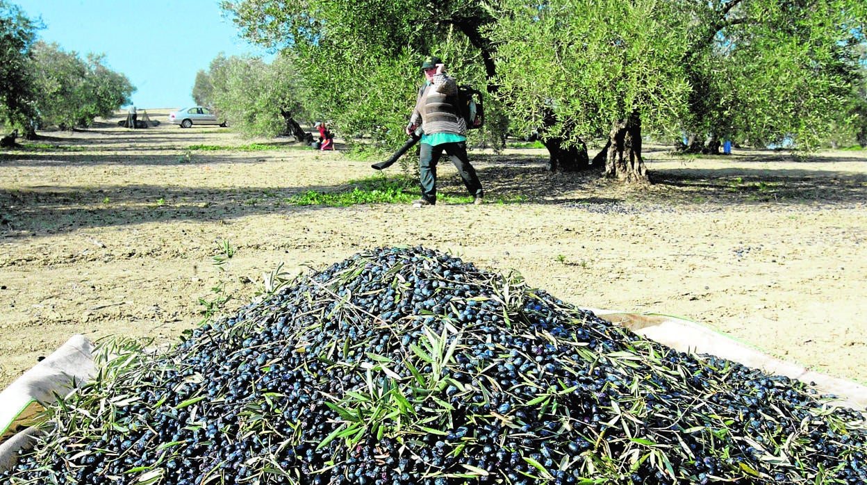 Recogida de la aceituna en una finca de Bujalance