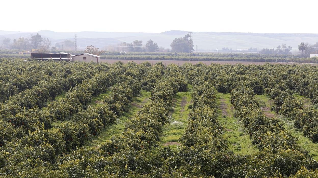 Cultivo de naranjas en Palma del Río