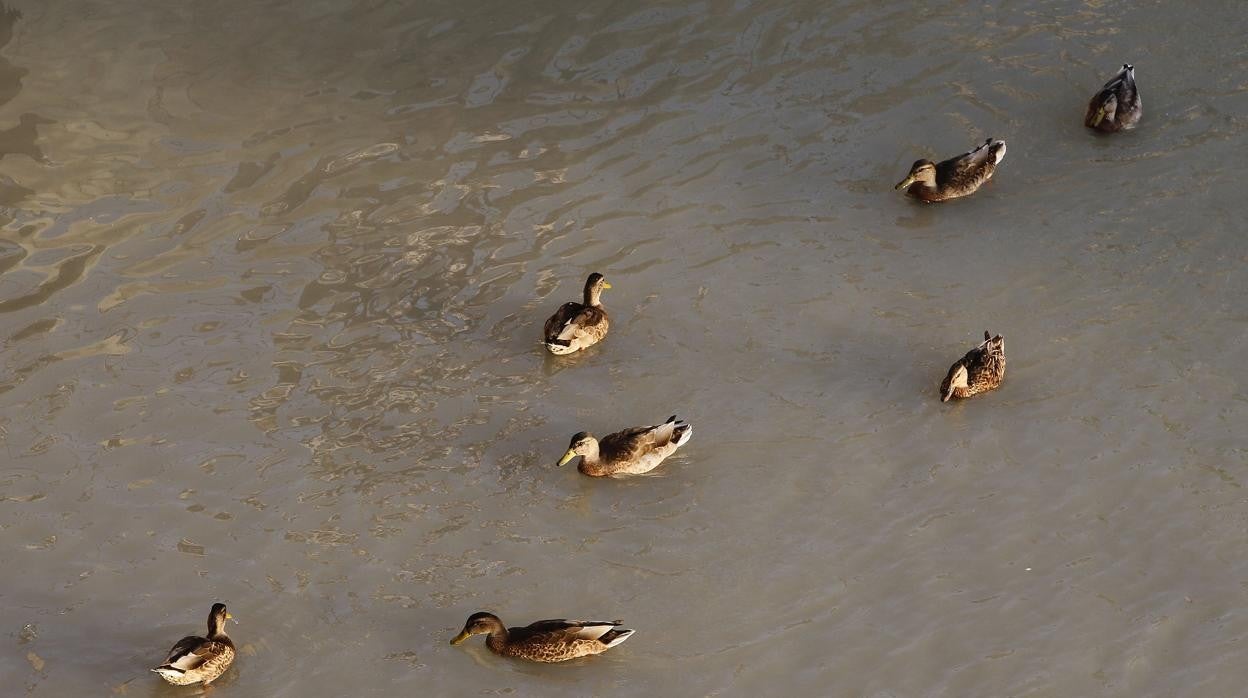 Aves en un río de Córdoba