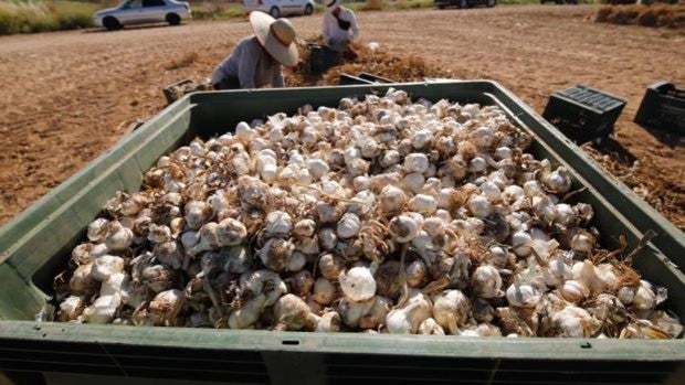 El sector ajero pide agua en abril a la Confederación Hidrográfica para asegurar la campaña en Córdoba