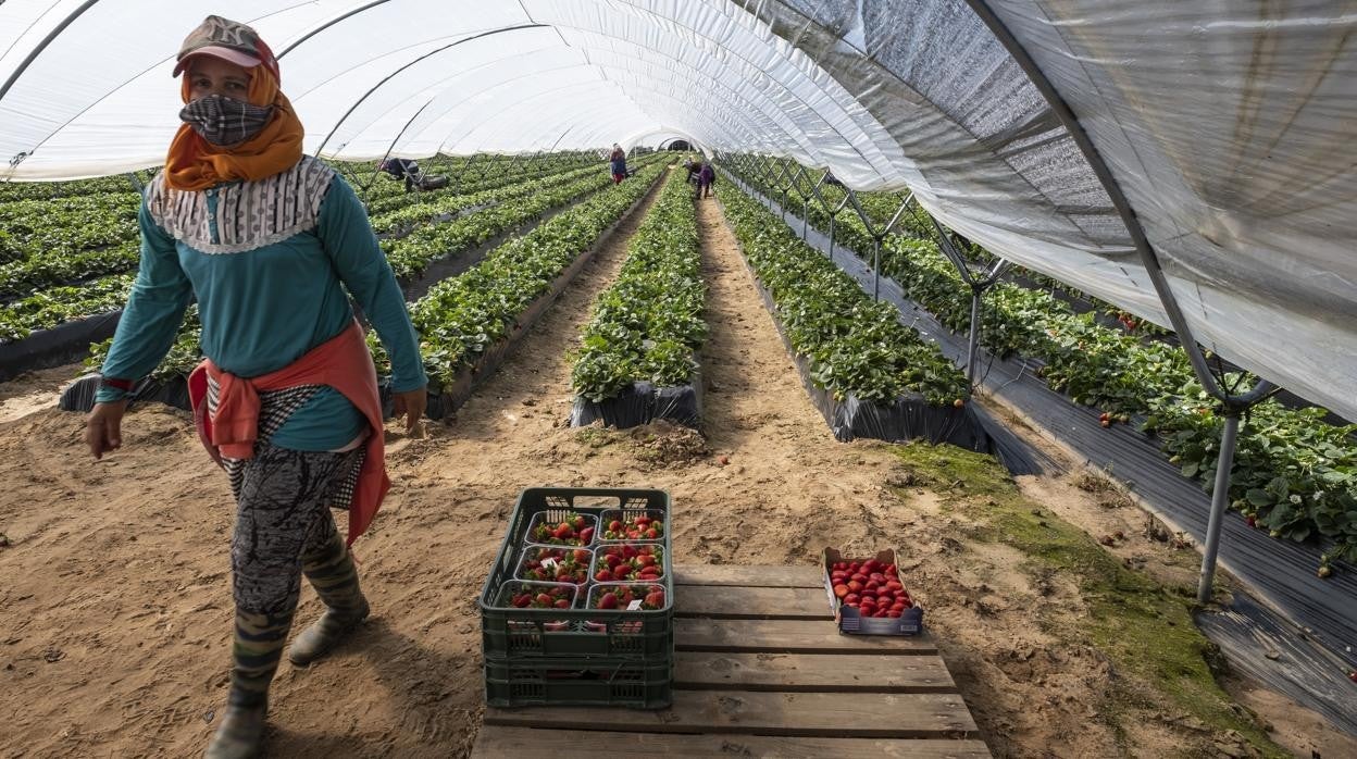 El sector de los frutos rojos será el más beneficiado con el trasvase porque podrá tener agua superficial