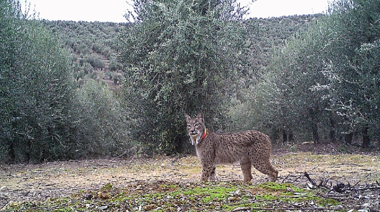 Imagen de uno de los ejemplares de lince avistados en la finca de olivar 'Villa del Río'