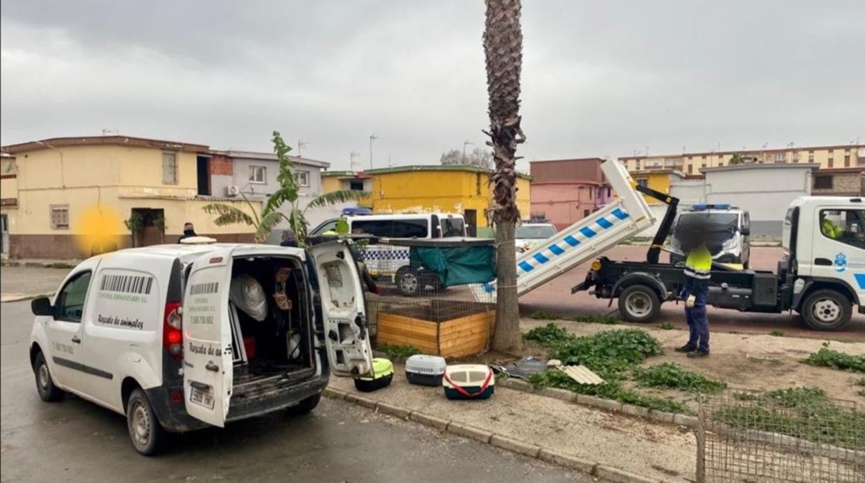 Operarios municipales retiran los animales encontrados en uno de los gallineros localizados en La Línea