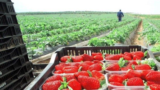 Ecologistas organizan un boicot europeo de supermercados a la fresa de Huelva por los regadíos de Doñana