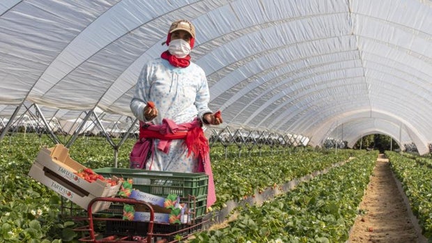 Los supermercados en Europa están siendo «engañados», según los regantes de Huelva