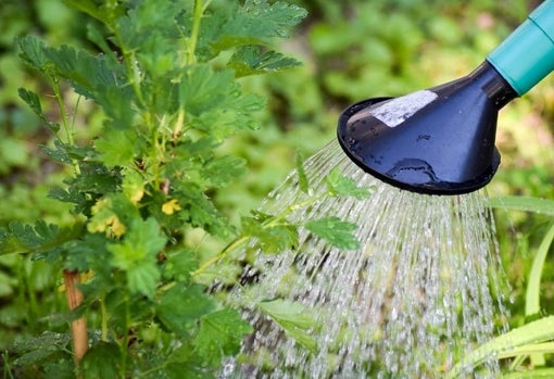 Nueve trucos para regar las plantas sin ahogarlas